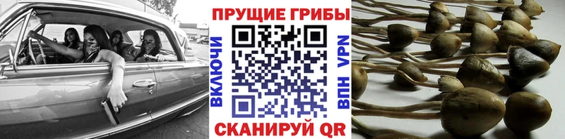 купить наркотик  Губкин  Галлюциногенные грибы прущие грибы 