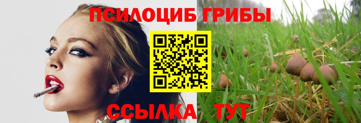 Губкин  Галлюциногенные грибы Cubensis  Псилоцибиновые грибы MAGIC MUSHROOMS  Вход с VPN 